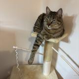 Photo de chat perdu à Villeurbanne