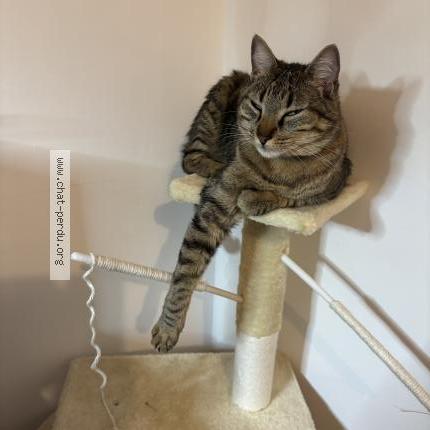 Photo 1/1 Pepito Chat perdu à Villeurbanne