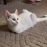 Photo de chat perdu à Antwerpen