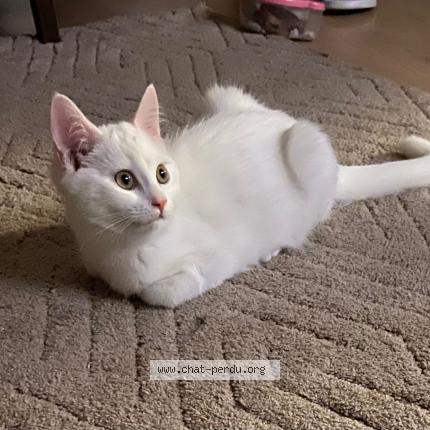 Photo 1/1 Anour Slimani Chat perdu à Antwerpen