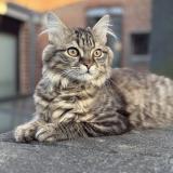 Photo de chat perdu à Roubaix