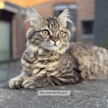 Photo 1/1 Azur Chat perdu à Roubaix