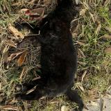 Photo de chat trouvé à Montpellier