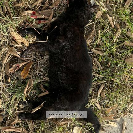 Photo 1/1 Chat trouvé Trouvé à Montpellier