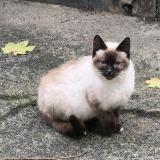 Photo de chat trouvé à Renaze