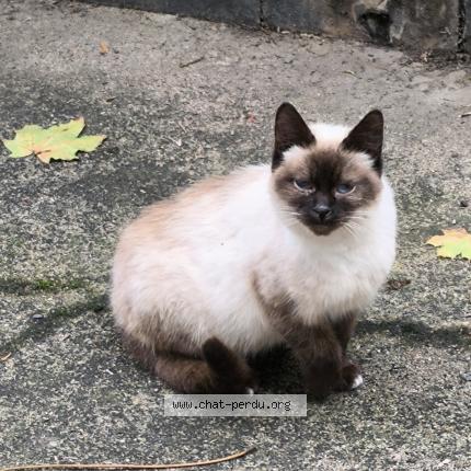 Photo 1/1 Chat trouvé Trouvé à Renaze