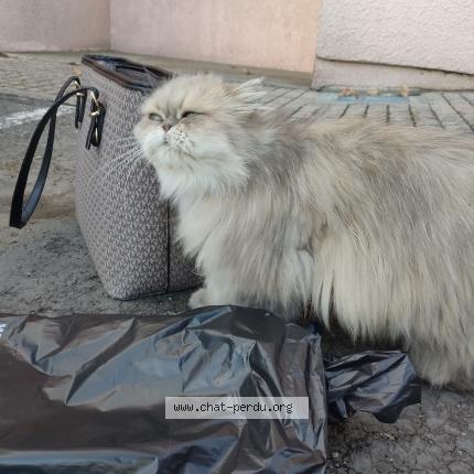 Photo 1/1 Chat retrouvé Trouvé à Toulouse