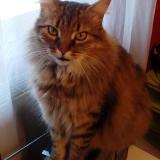 Photo de chat perdu à Gradignan