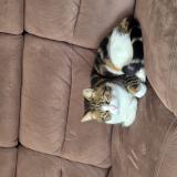 Photo de chat perdu à Oudon