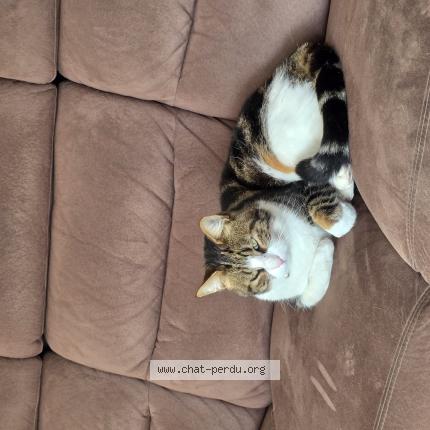 Photo 1/1 Yuzu Chat perdu à Oudon