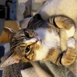 Photo de chat perdu à Rocheserviere