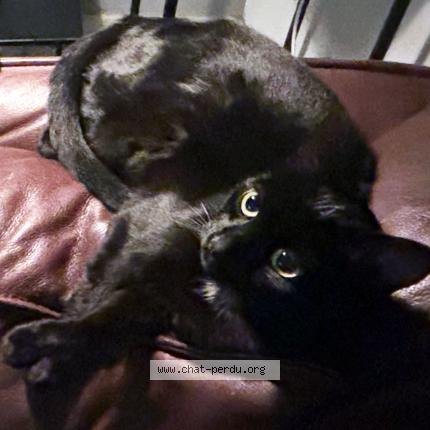 Photo 1/1 Cléo Chat perdu à Joue les tours