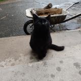 Photo de chat trouvé à Paulmy