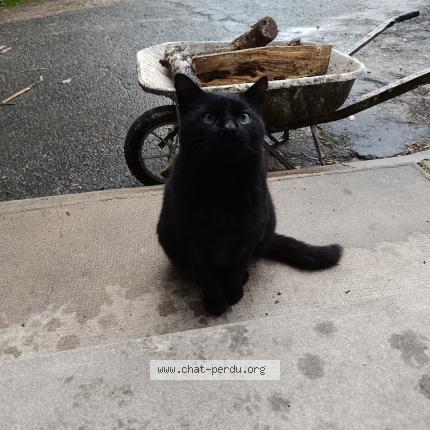 Photo 1/1 Chat trouvé Trouvé à Paulmy