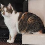 Photo de chat perdu à Valence