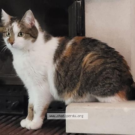 Photo 1/1 Yoko Chat perdu à Valence