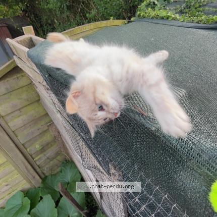 Photo 1/1 Ninou Chat perdu à Surzur