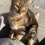 Photo de chat perdu à Marguritte