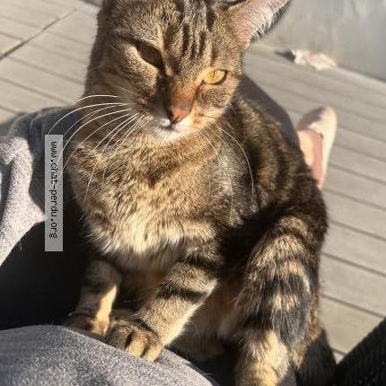 Photo 1/1 Chat retrouvé Perdu à Marguritte