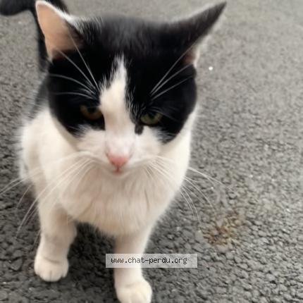 Photo 1/1 Chat trouvé Trouvé à Roubaix