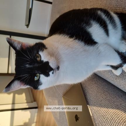 Photo 1/1 Chat retrouvé Perdu à Aywaille