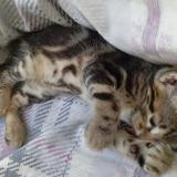 Photo de chat perdu à Venissieux