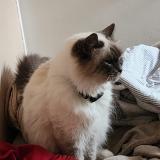 Photo de chat perdu à Strasbourg
