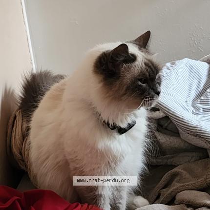 Photo 1/1 Chat retrouvé Perdu à Strasbourg