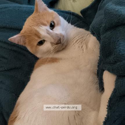 Photo 1/1 Chat retrouvé Perdu à Verviers