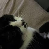 Photo de chat perdu à Bordeaux