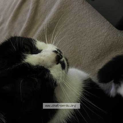 Photo 1/1 Ushi Chat perdu à Bordeaux