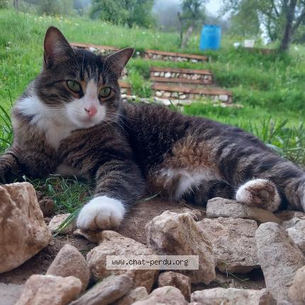 Photo 1/1 Mushu Chat perdu à Leschaux