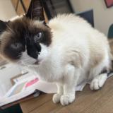 Photo de chat perdu à Castelnau De Medoc