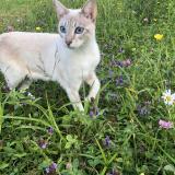 Photo de chat perdu à Lac Beauport