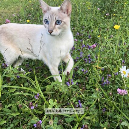 Photo 1/1 Isis Chat perdu à Lac beauport