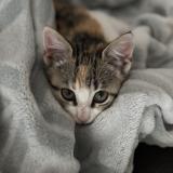 Photo de chat perdu à La Chapelle Des Pots