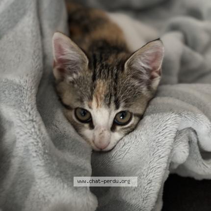 Photo 1/1 Clochette Chat perdu à La chapelle des pots