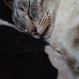 Photo de chat perdu à Noiseux