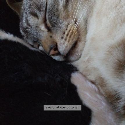 Photo 1/1 Cortex Chat perdu à Noiseux