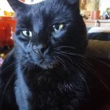 Photo de chat perdu à Les Peintures