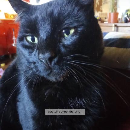 Photo 1/1 Aurélie Arze Chat perdu à Les peintures