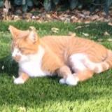 Photo de chat perdu à Saint Raphael 83