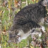 Photo de chat trouvé à Bourgbarre