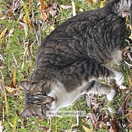 Photo 1/1 Chat retrouvé Trouvé à Bourgbarre