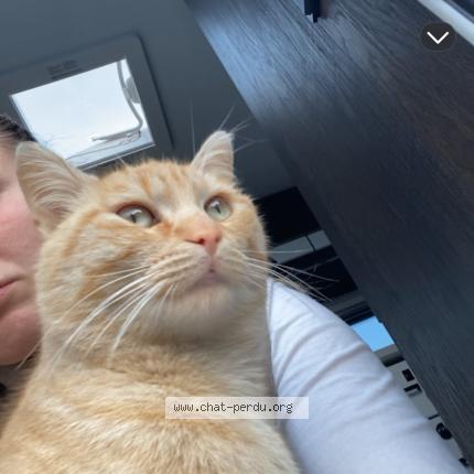 Photo 1/1 Aya Chat perdu à Mazingarbe