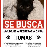 Photo de chat perdu à La Paz