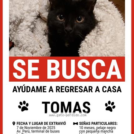 Photo 1/1 Tomás Chat perdu à La paz