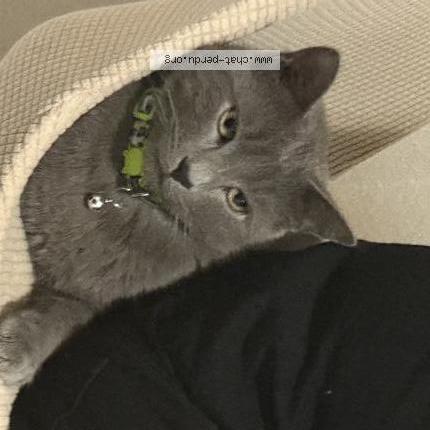 Photo 1/1 Grisou Chat perdu à Beziers