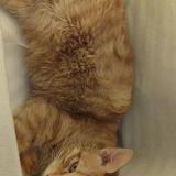 Photo de chat perdu à Riom