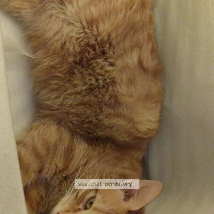 Photo 1/1 Minou Chat perdu à Riom